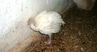 Jak předcházet nebo léčit kokcidiózu u krůt?